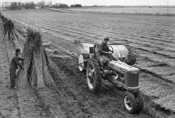 thu hoạch gai dầu trên nông trường ở Mỹ năm 1943